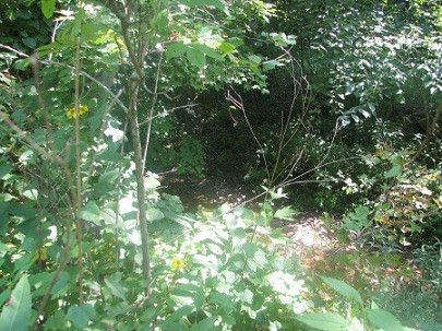 almost no trail