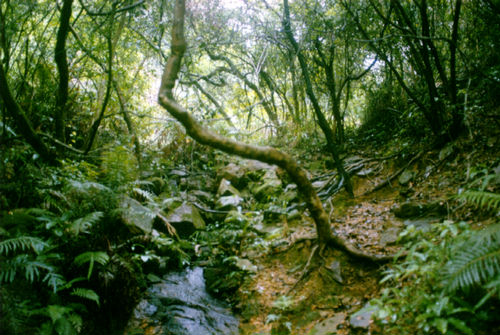 creeks and rocks