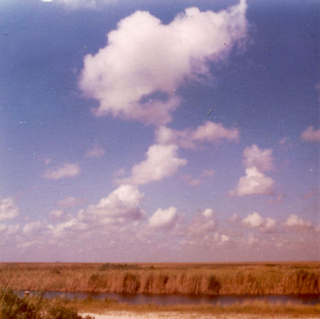 wilderness meadow